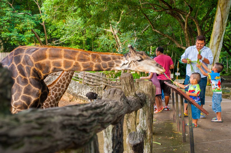גן החיות הפתוח קאו קיאו (Khao Kheow Open Zoo)
