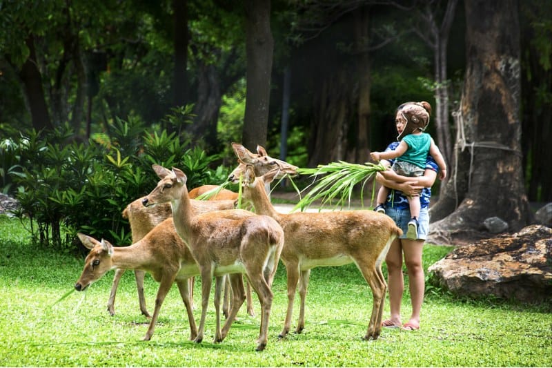גן החיות הפתוח קאו קיאו (Khao Kheow Open Zoo)