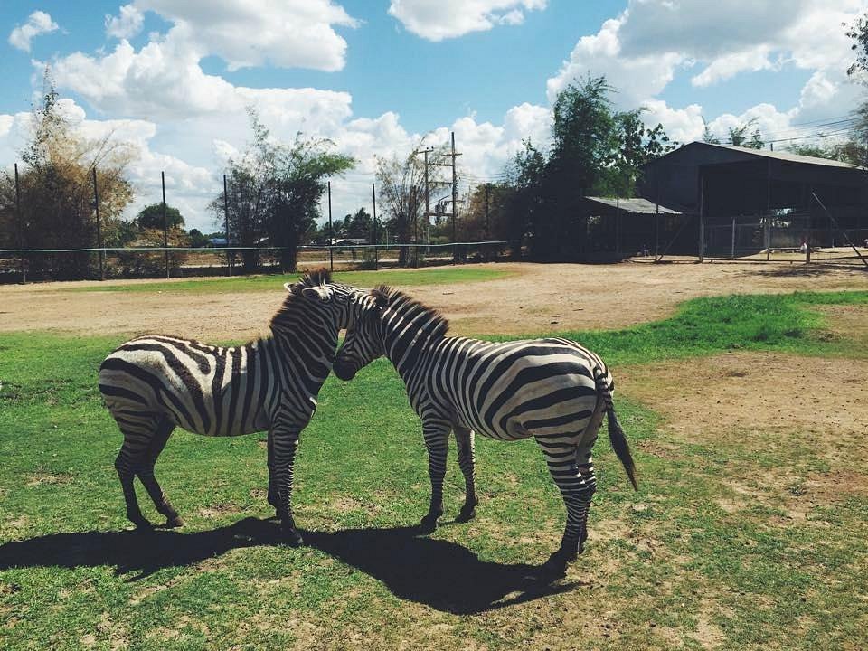 ספארי פארק קנצ'נבורי (Safari Park Kanchanaburi)